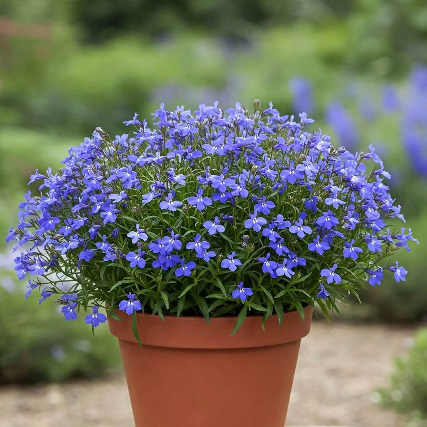 Electric Blue Monsoon Lobelia Seeds - Flower Plant
