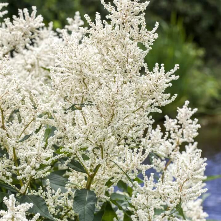 Elegant Garden Aruncus Seeds