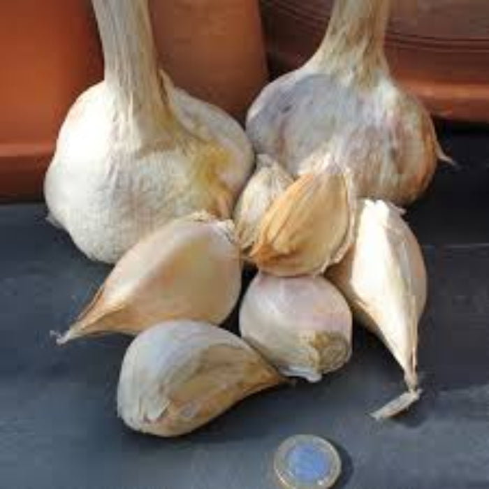 Elephant Garlic Seeds- White variety