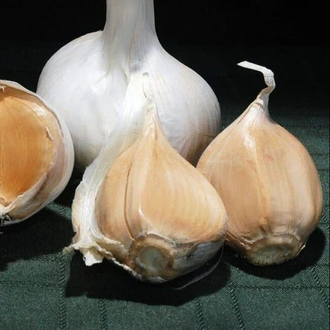 Elephant Garlic Seeds- White variety