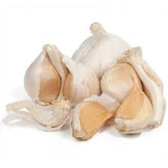 Elephant Garlic Seeds- White variety
