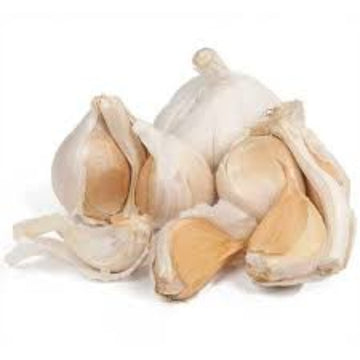 Elephant Garlic Seeds- White variety