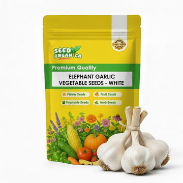 Elephant Garlic Vegetable Seeds- White