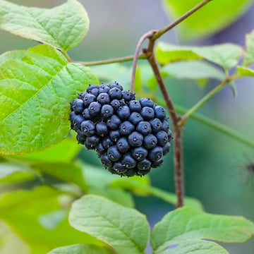 Siberian Ginseng Seeds – Ci Wu Jia