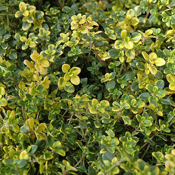 Elfin Thyme Seeds - Herbal Plant