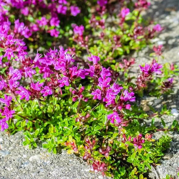 Elfin Thyme Seeds - Herbal Plant