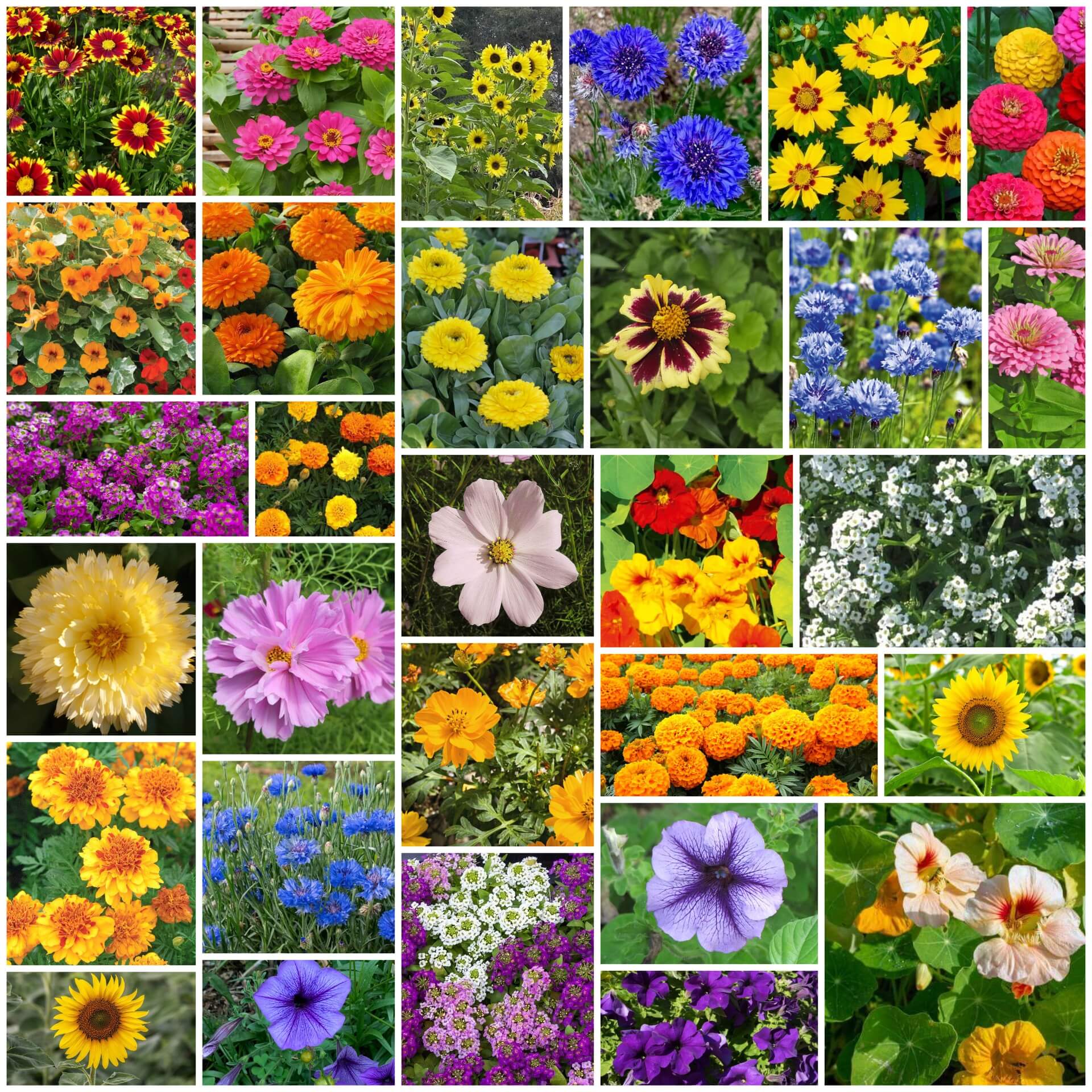 Elite Garden Flower Mix Seeds
