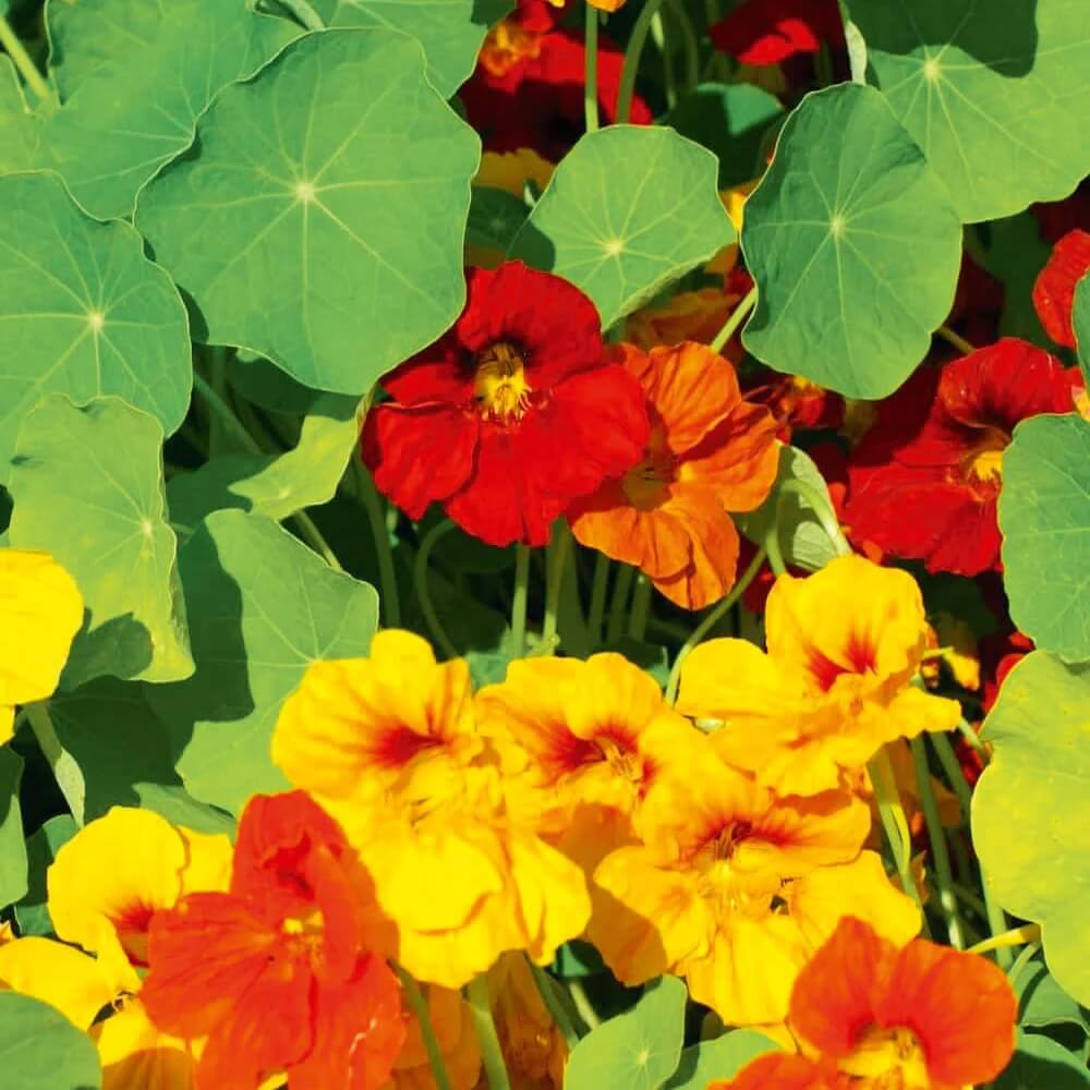 Elite Garden Flower Mix Seeds