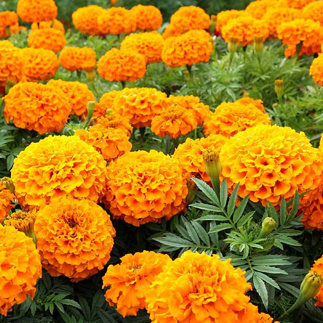 Elite Garden Flower Mix Seeds