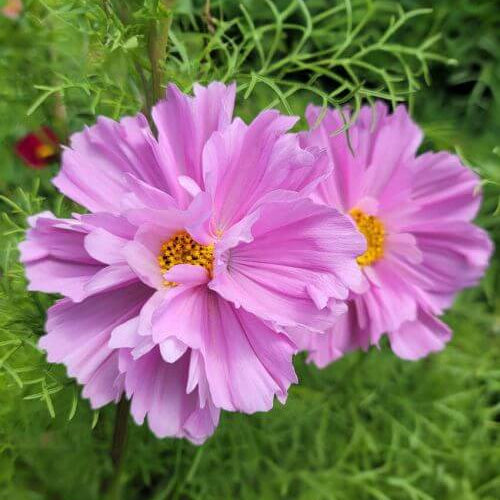 Elite Garden Flower Mix Seeds