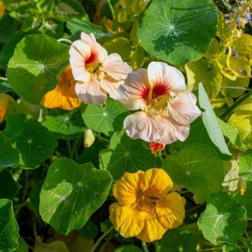 Elite Garden Flower Mix Seeds