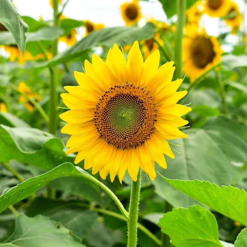 Elite Garden Flower Mix Seeds