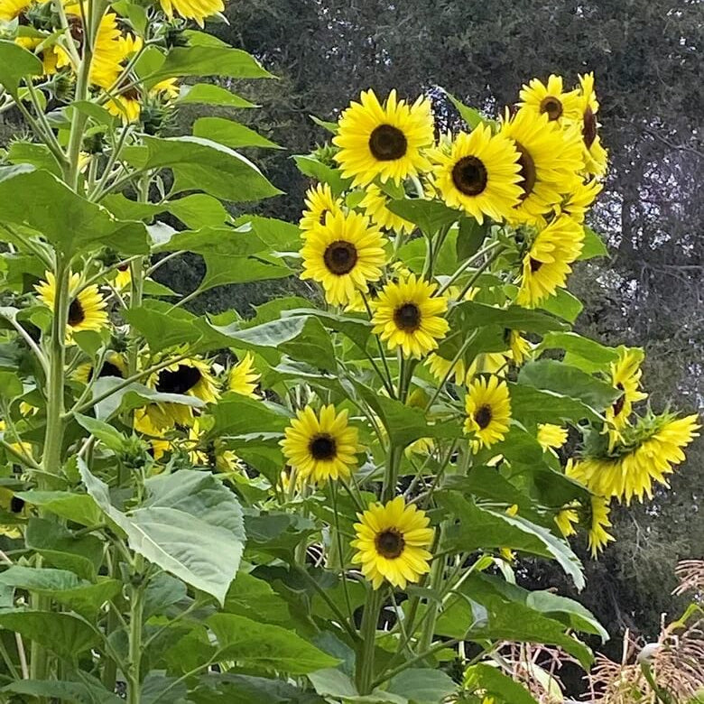 Elite Garden Flower Mix Seeds