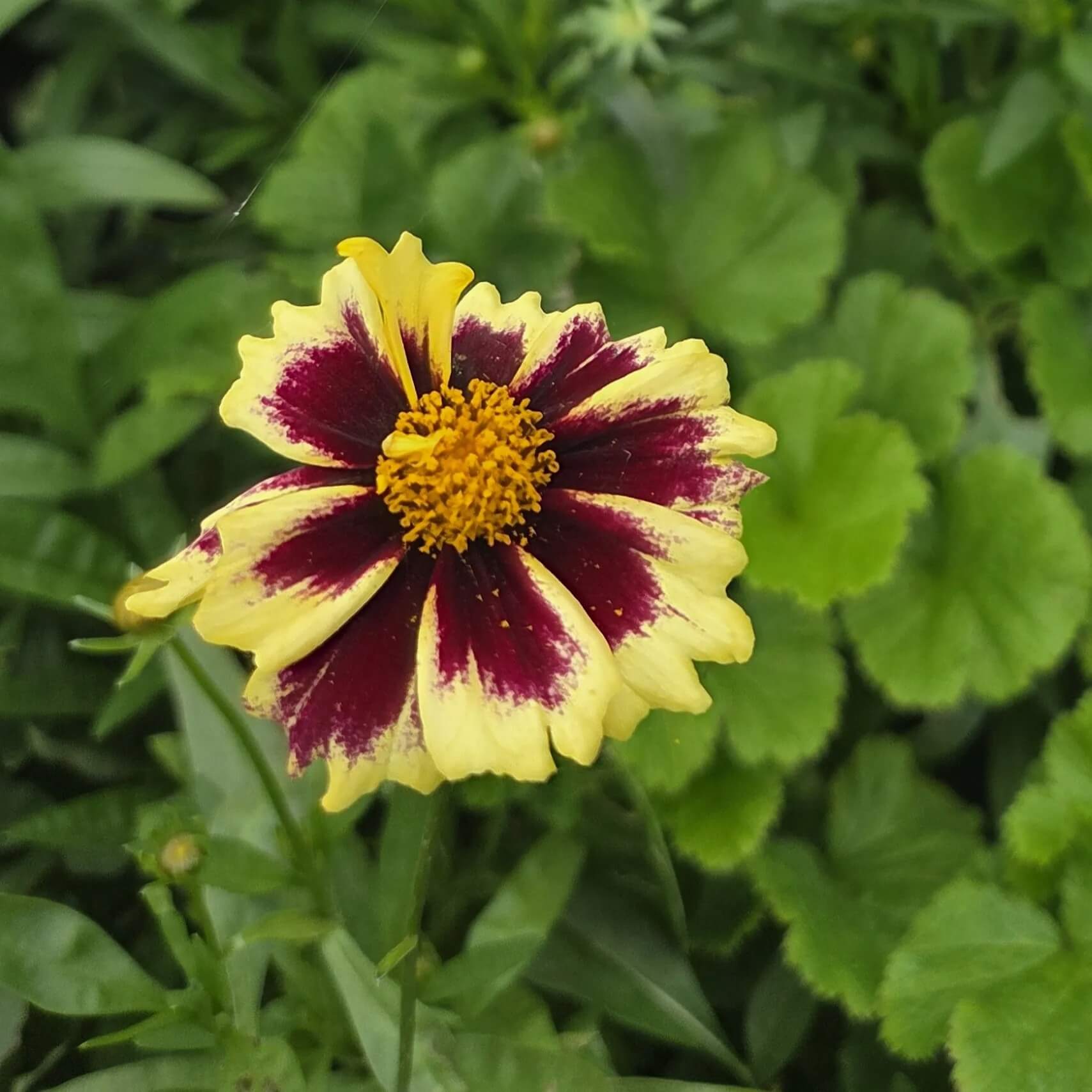 Elite Garden Flower Mix Seeds