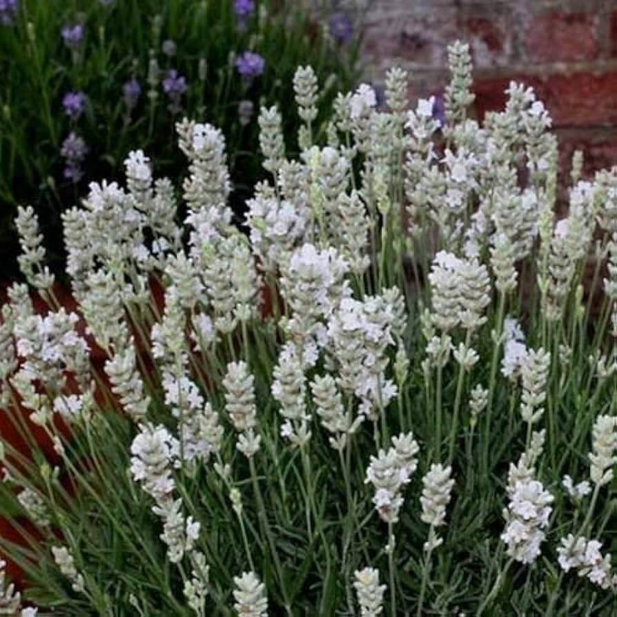 Ellagance Wildflower Mix Heirloom
