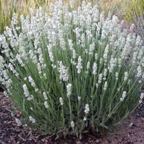 Ellagance Wildflower Mix Heirloom
