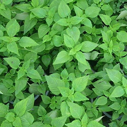 Elsholtzia Seeds – Ciliata
