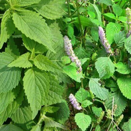 Elsholtzia Seeds – Ciliata
