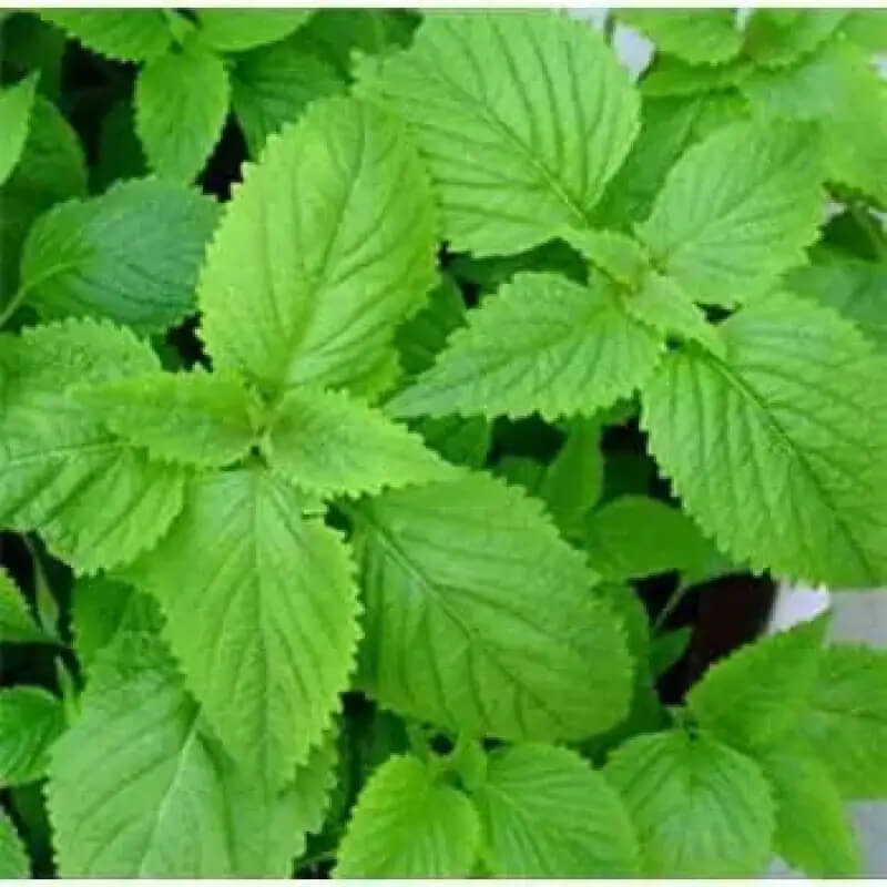 Elsholtzia Seeds – Ciliata
