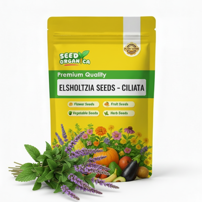 Elsholtzia Seeds – Ciliata