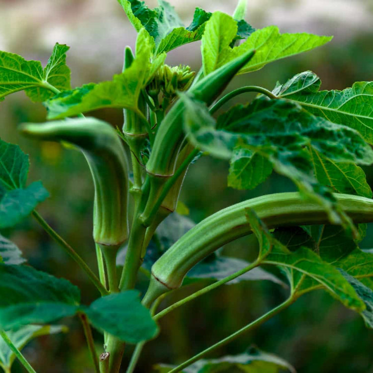 Emerald Okra Seeds - Vegetable Plant For Home Gardens