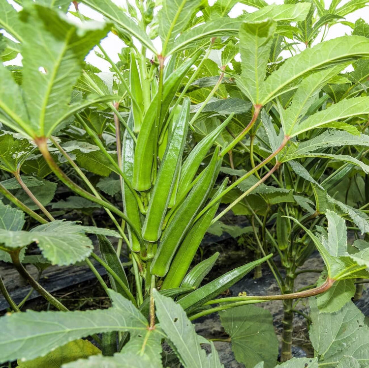 Emerald Okra Seeds - Vegetable Plant For Home Gardens