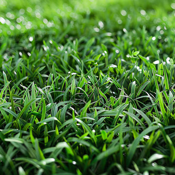 Empire Zoysia Seeds - Flower Plant