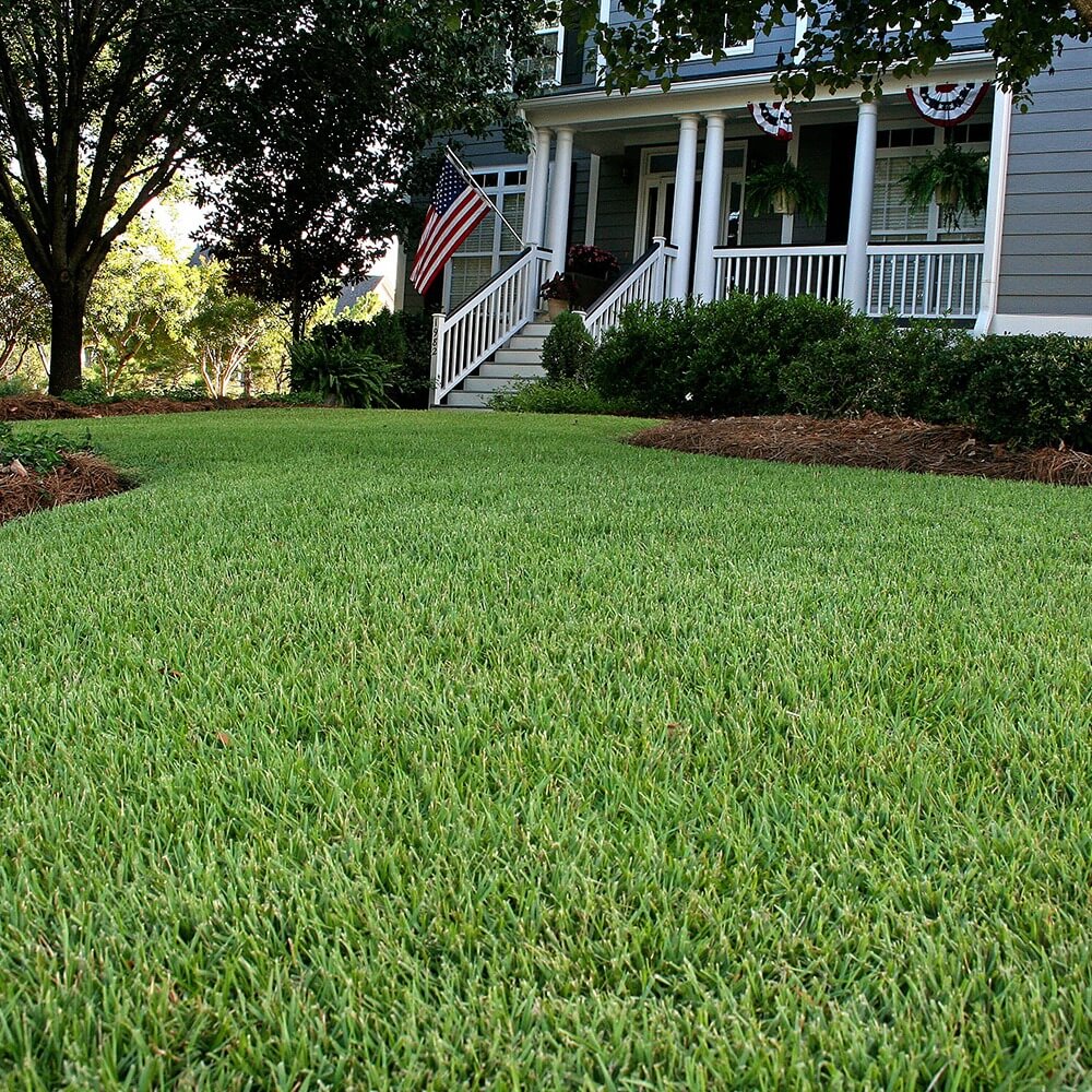 Empire Zoysia Seeds - Flower Plant