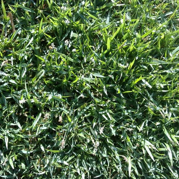 Empire Zoysia Seeds - Flower Plant