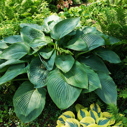 Empress Wu Hosta Seeds - Flower Plant