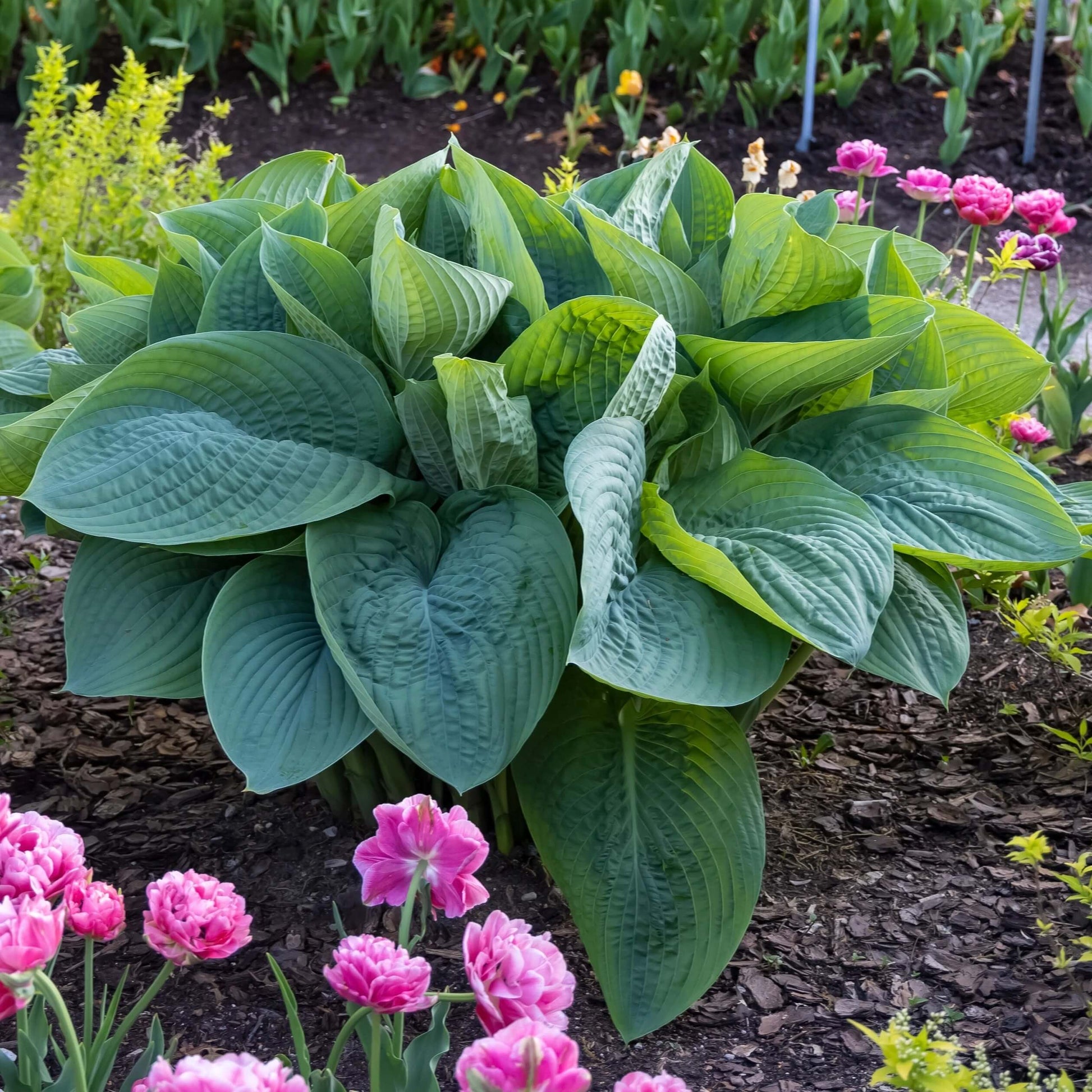 Empress Wu Hosta Seeds - Flower Plant