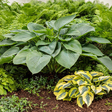 Empress Wu Hosta Seeds - Flower Plant