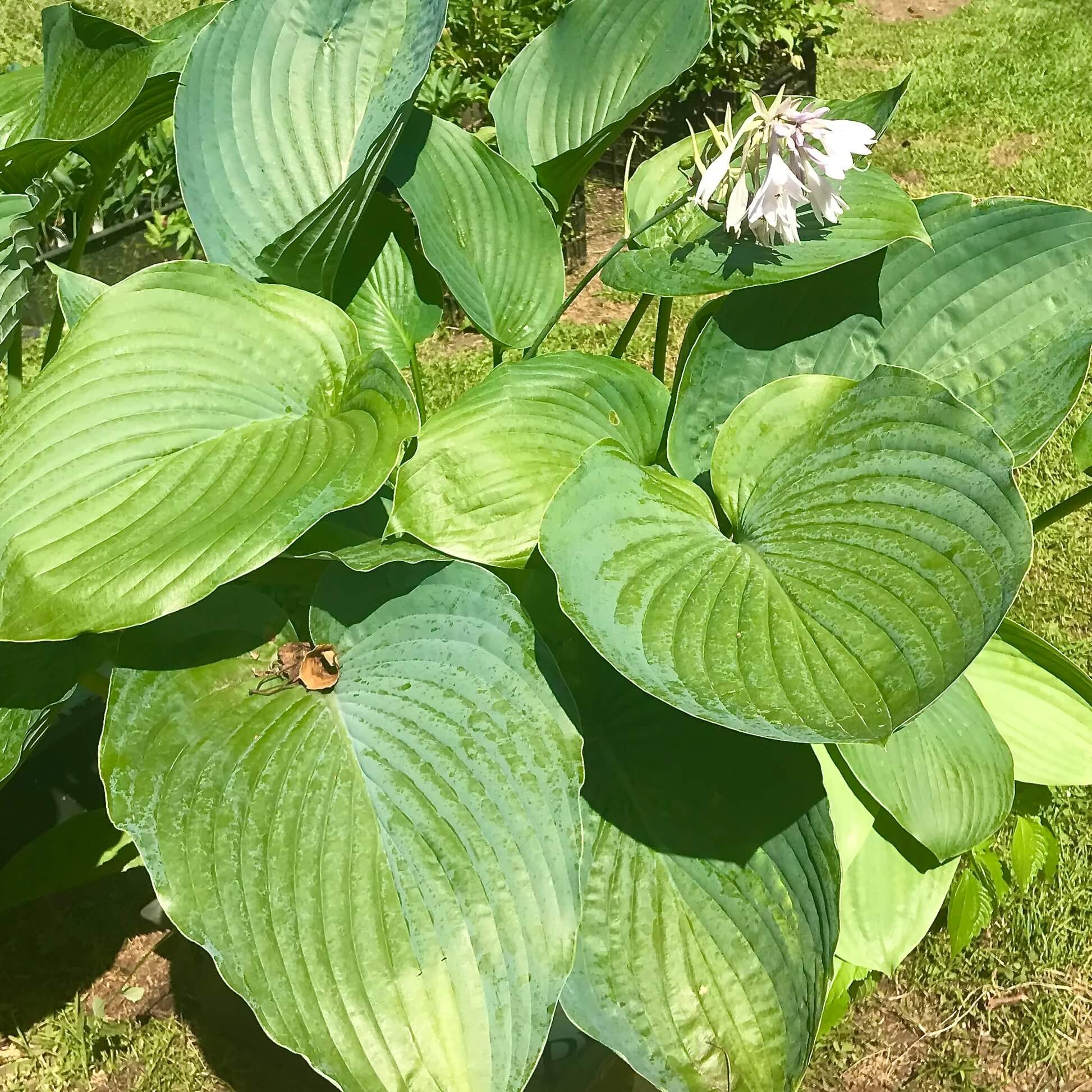 Empress Wu Hosta Seeds - Flower Plant