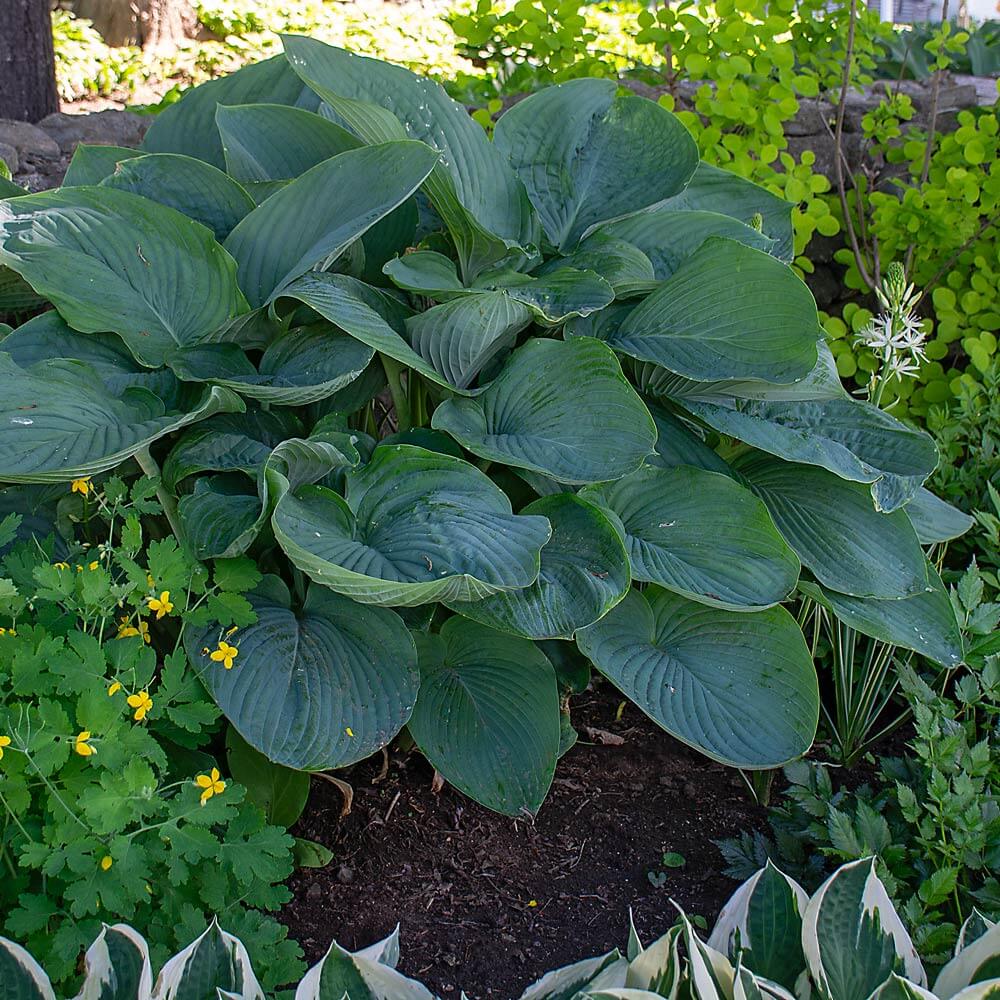 Empress Wu Hosta Seeds - Flower Plant