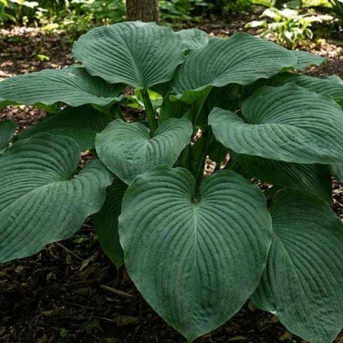 Empress Wu Hosta Seeds - Flower Plant