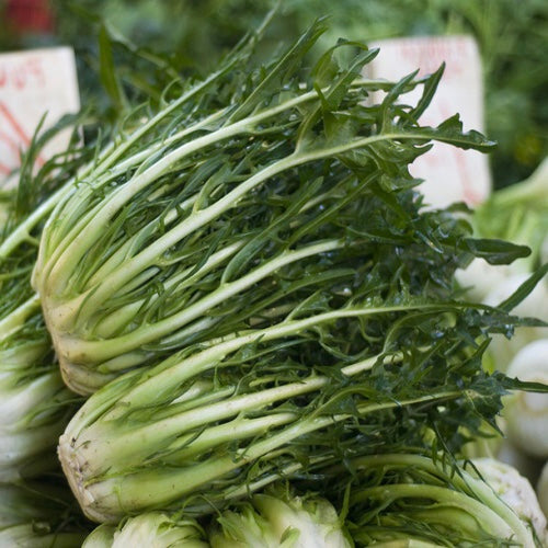 Endive Seeds – Catalogna
