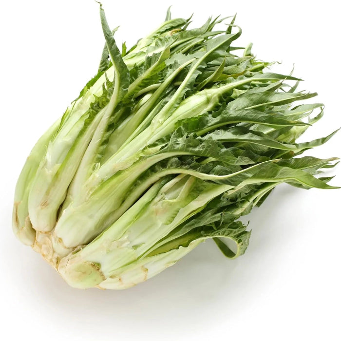 Endive Seeds – Catalogna
