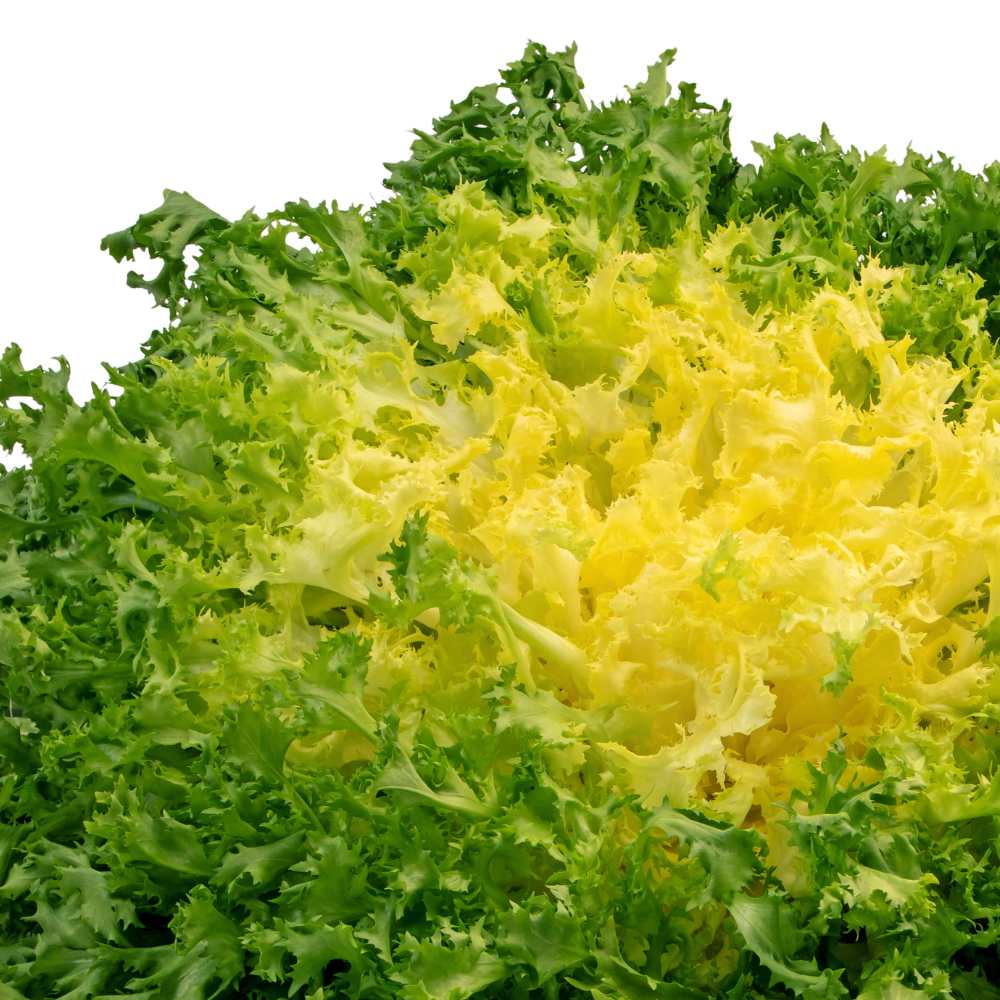 Endive Seeds – Green Yellow
