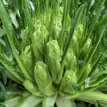 Endive Seeds – Catalogna
