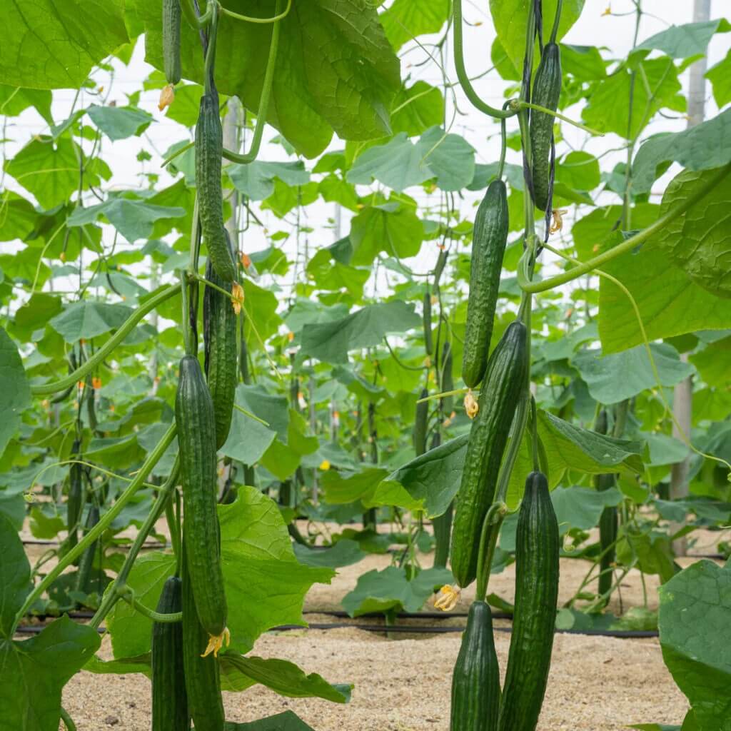 English Cucumber Seeds