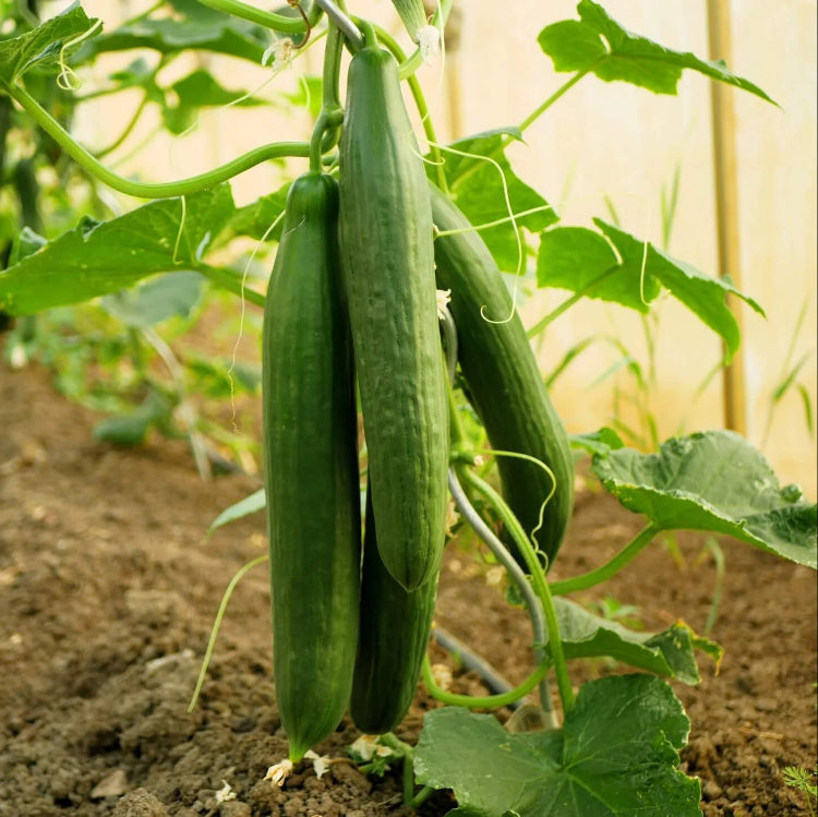 English Cucumber Seeds