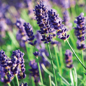 English Lavender Seeds - Flower Plant