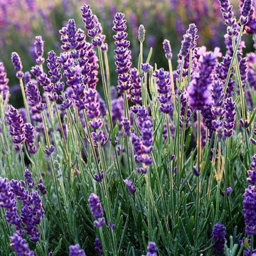 English Lavender Seeds for Planting