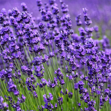 English Lavender Seeds for Planting