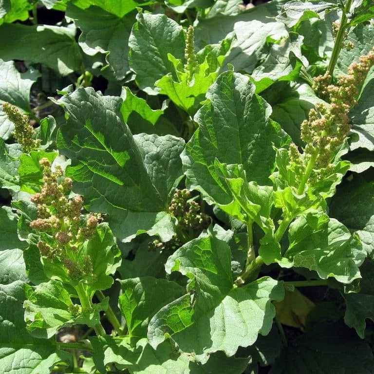 English Mercury Seeds - Vegtable Plant