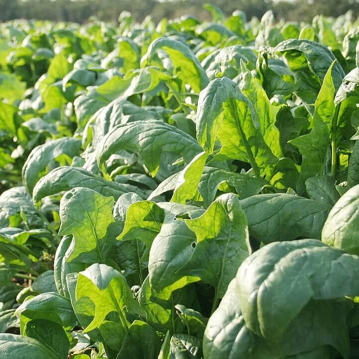 English Mercury Seeds - Vegtable Plant