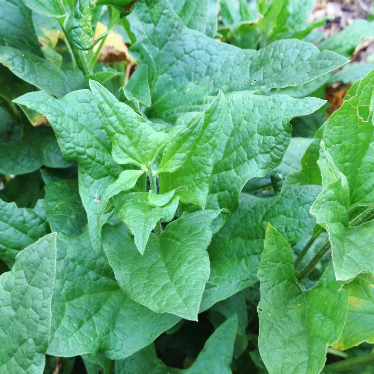 English Mercury Seeds - Vegtable Plant