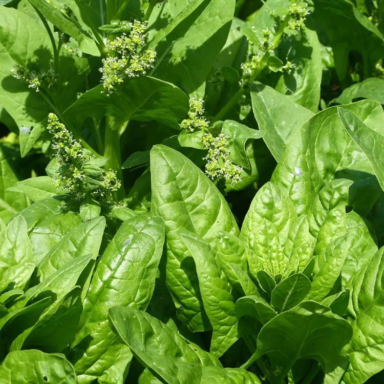 English Mercury Seeds - Vegtable Plant