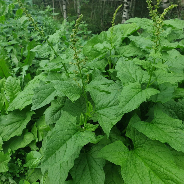 English Mercury Seeds - Vegtable Plant