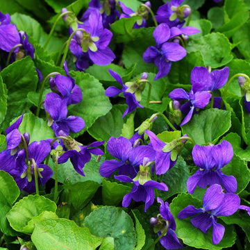 English Violet Seeds